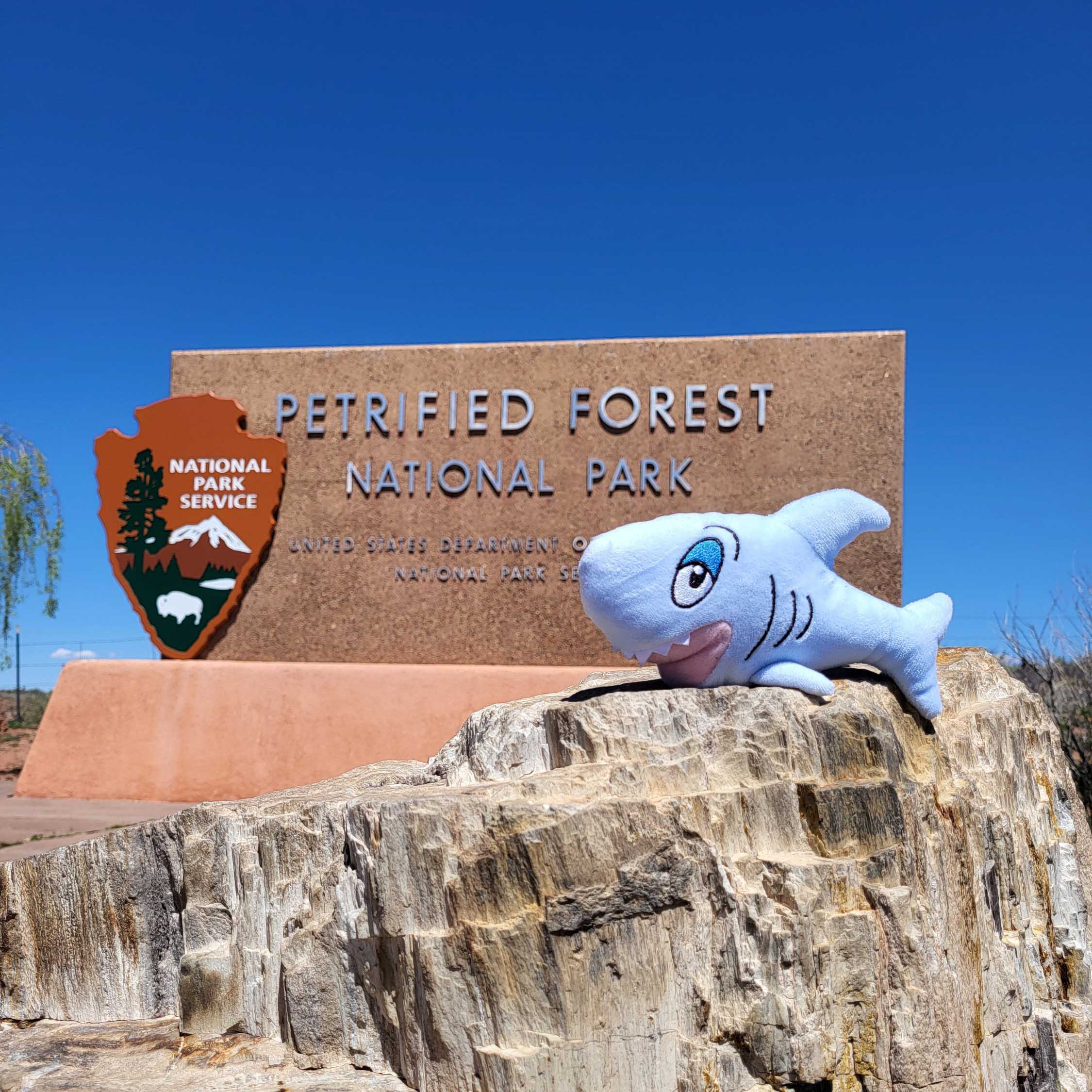 Petrified Forest Nationalpark Hainis Reise um die Welt USA